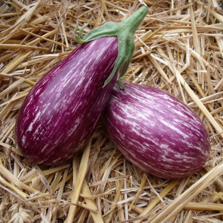 récolte aubergines variétés Riado F1