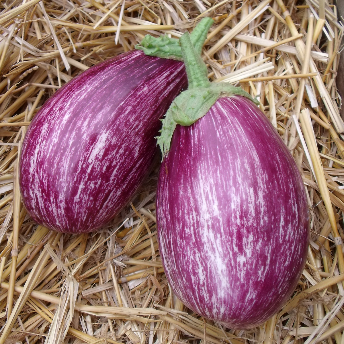 aubergines variété  Tsakoniki Bio