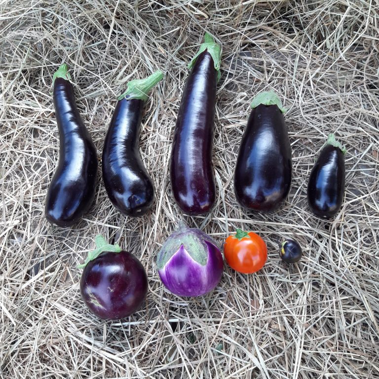 aubergines de différentes formes