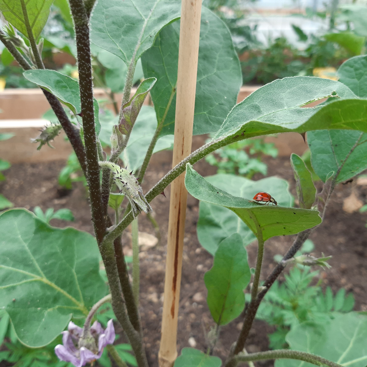 épines sur plants aubergines