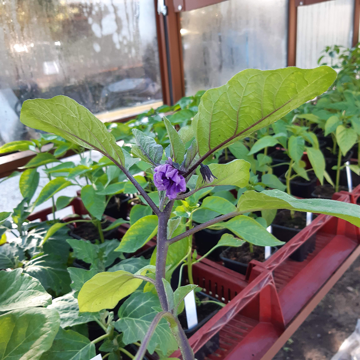 fleur sur un plant d'aaubergine