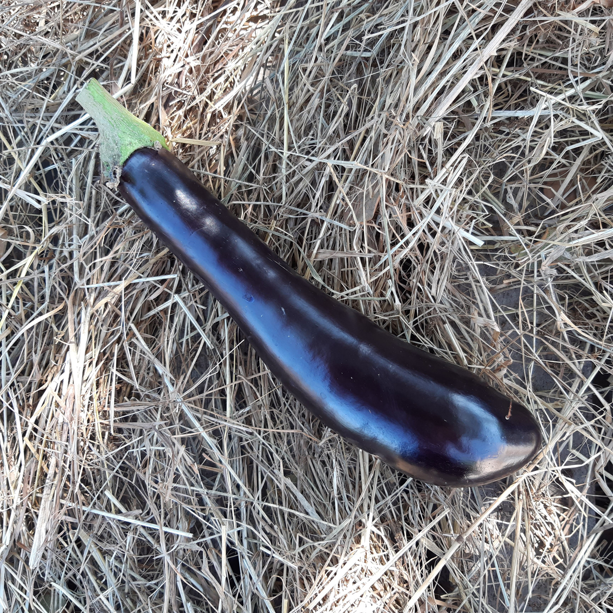 fruit de l'aubergine sur paille