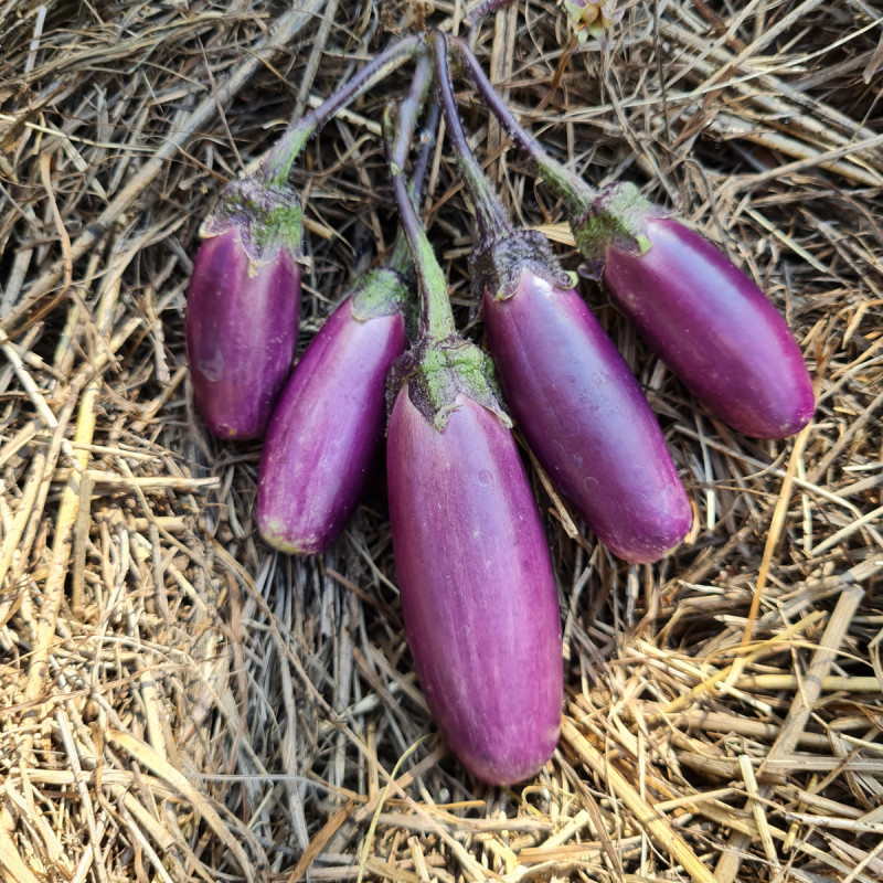 récolte aubergine originale Grapoli di Sott’ollio 