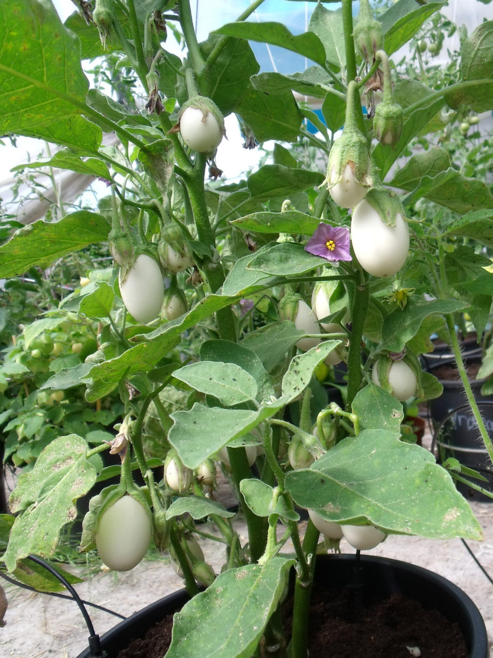 plants min i aubergine blanche en pot