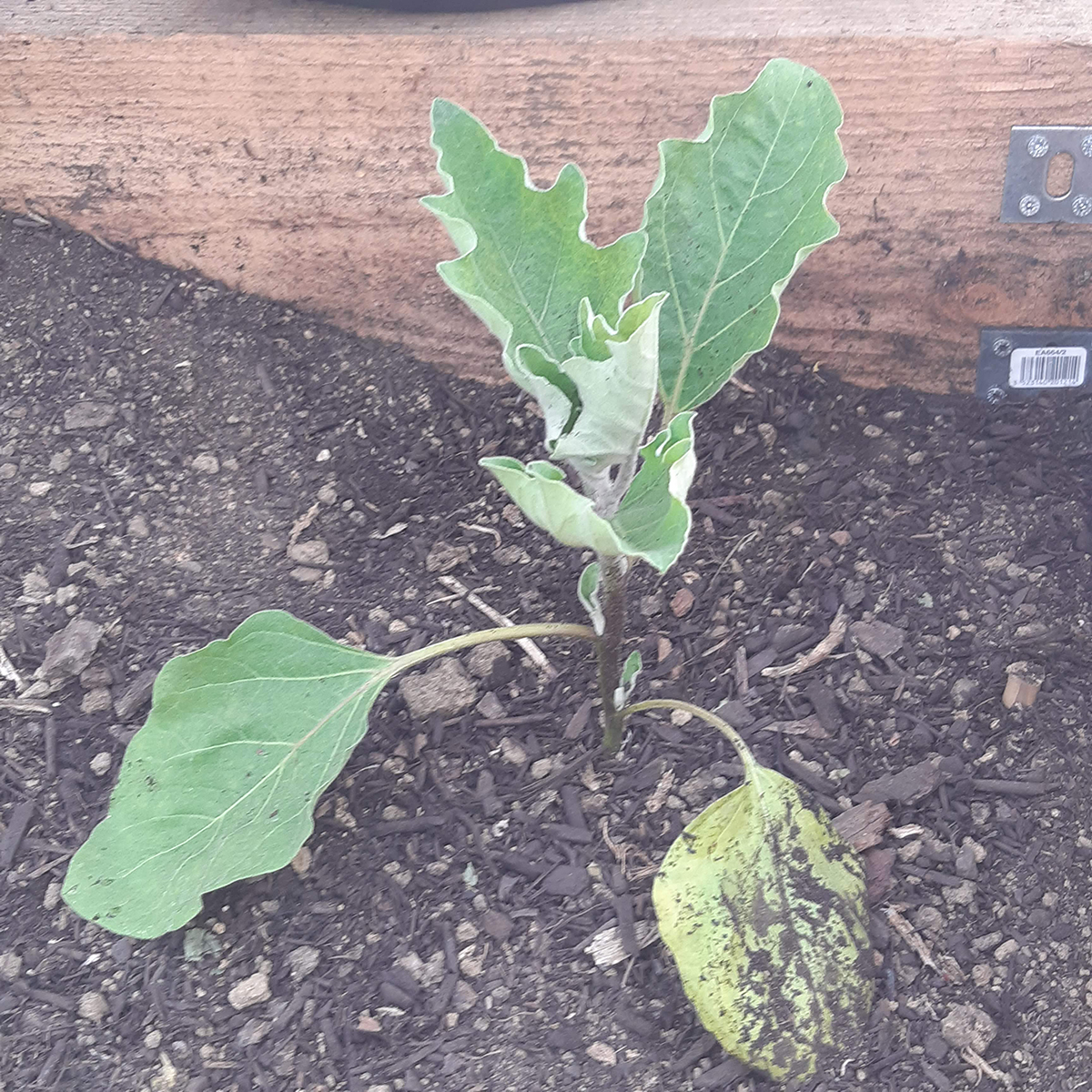 plant d'aubergine en terre