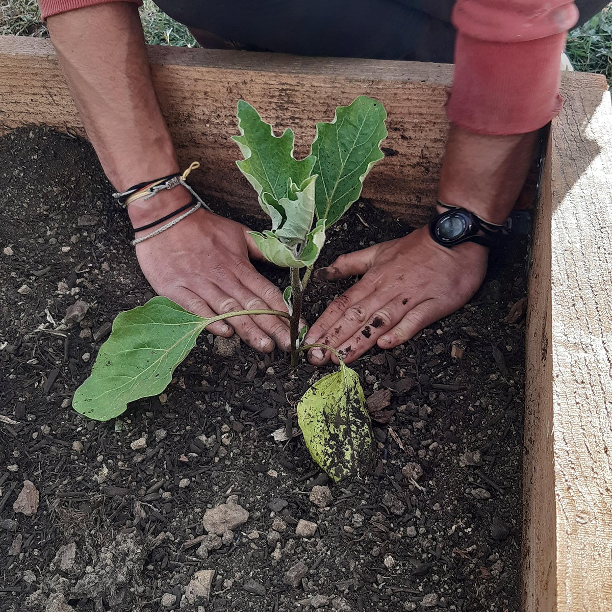 plantation des plants d'aubergines sous un tunnel 