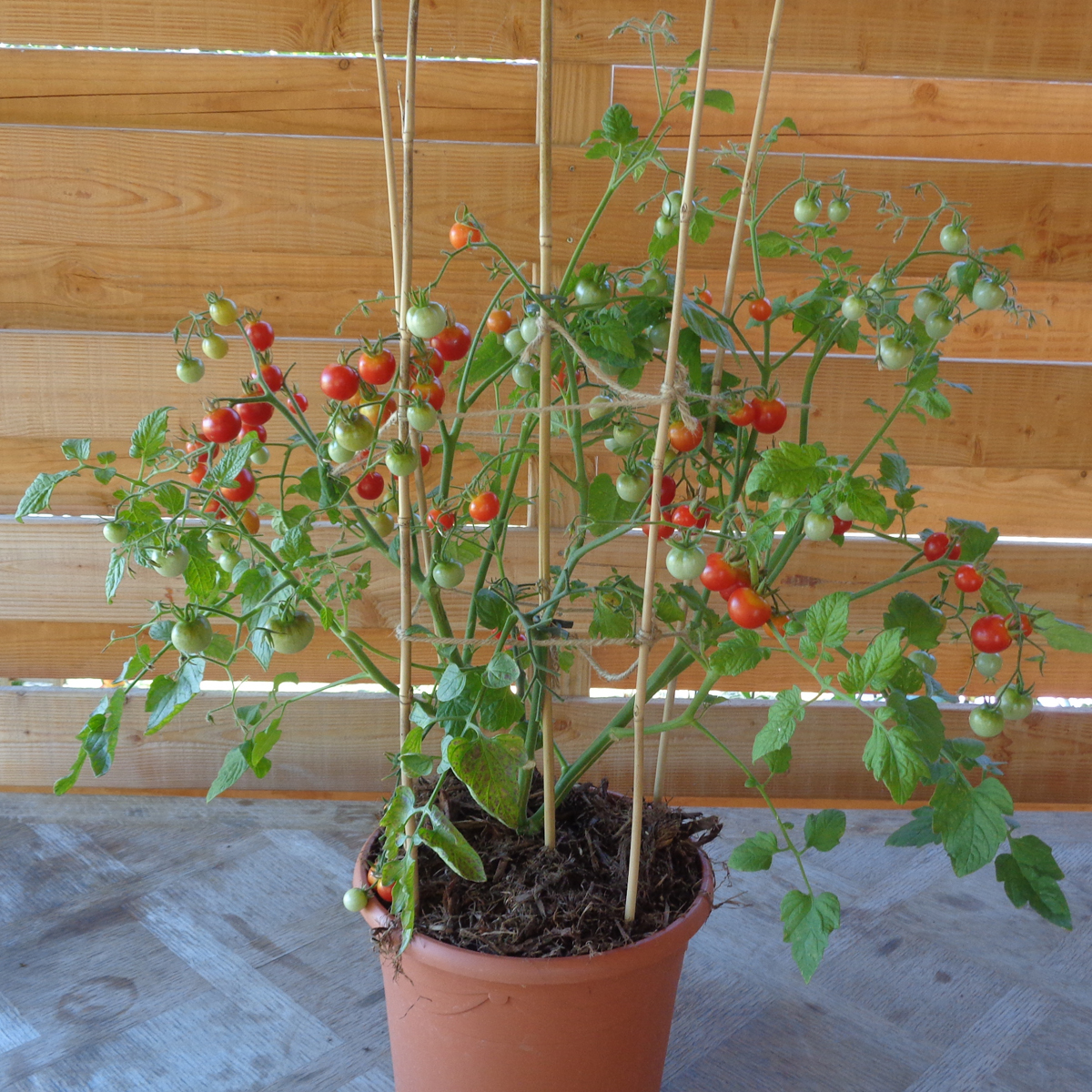 Baby Boomer F1 variété de tomate en pot