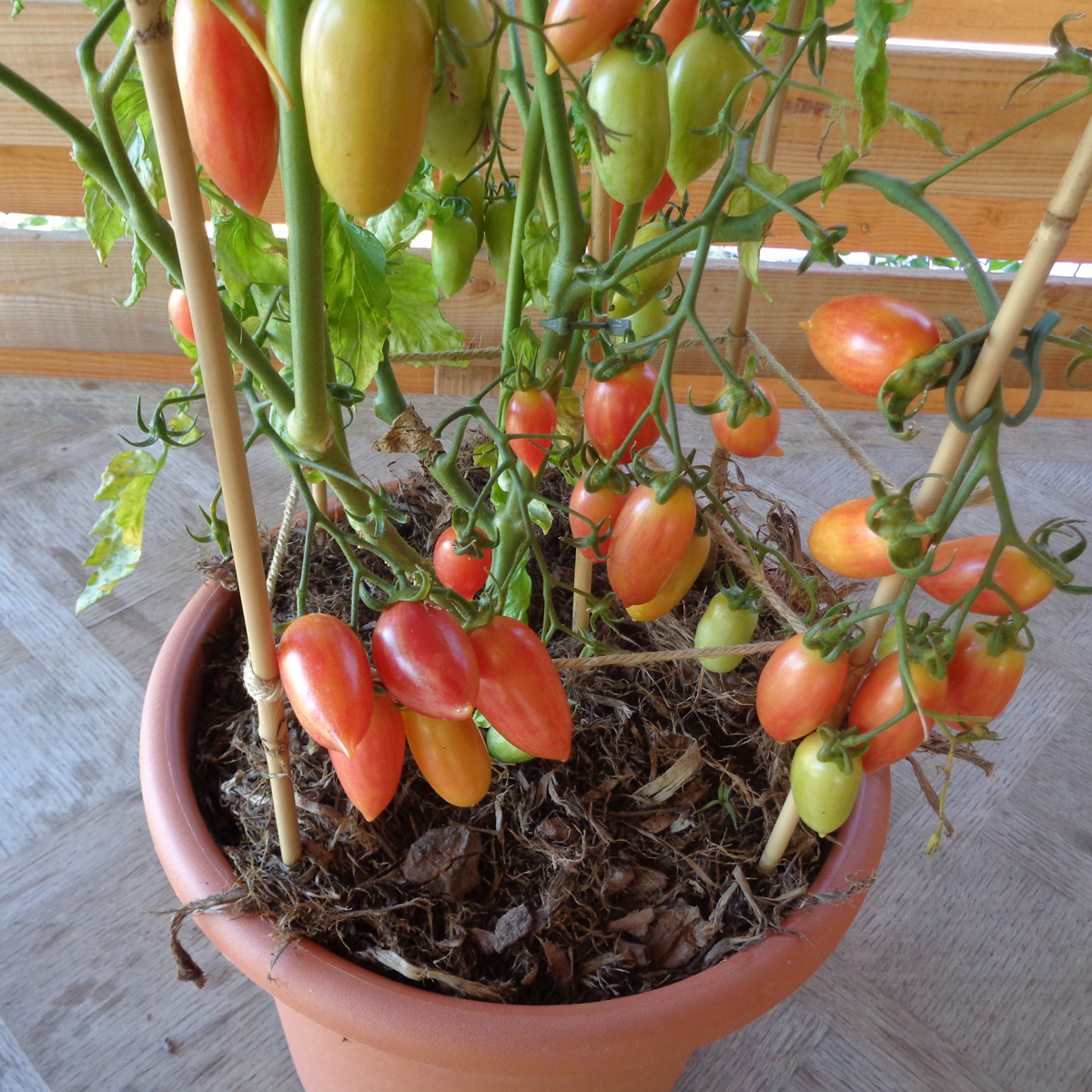 pot avec variété de tomate maglia rosa