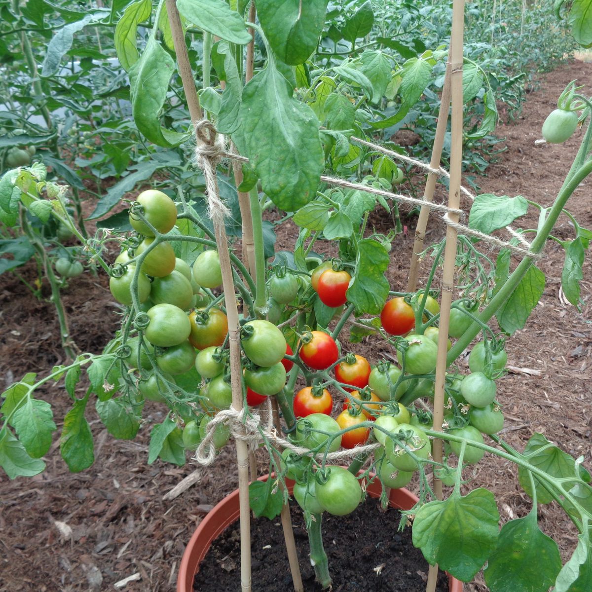 pot avec variété de tomate red alert