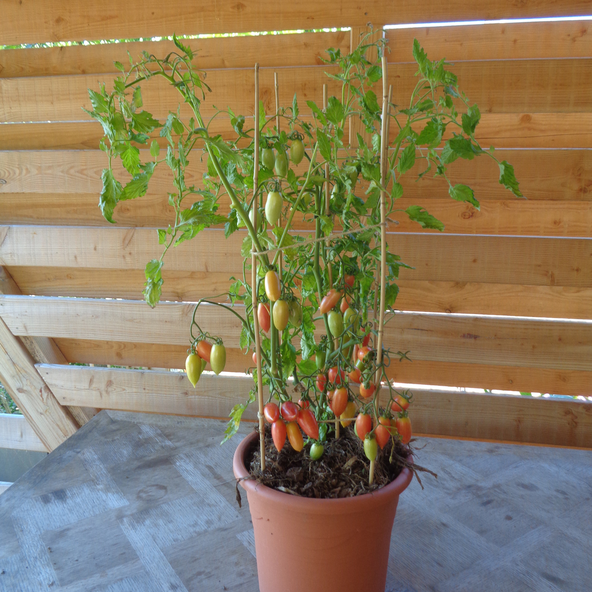 culture en pot  variété de tomate maglia rosa