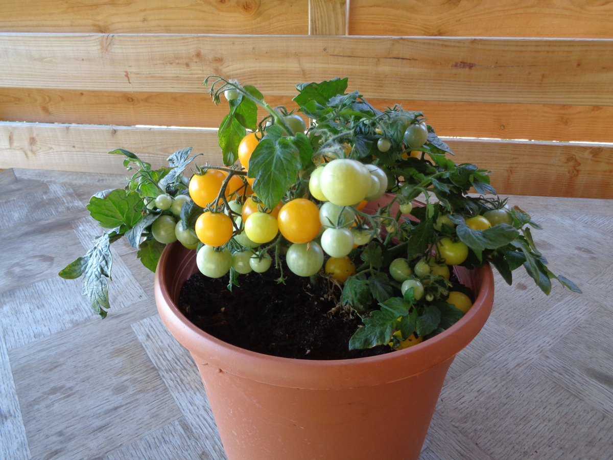 pot avec variété de tomate Aztek 