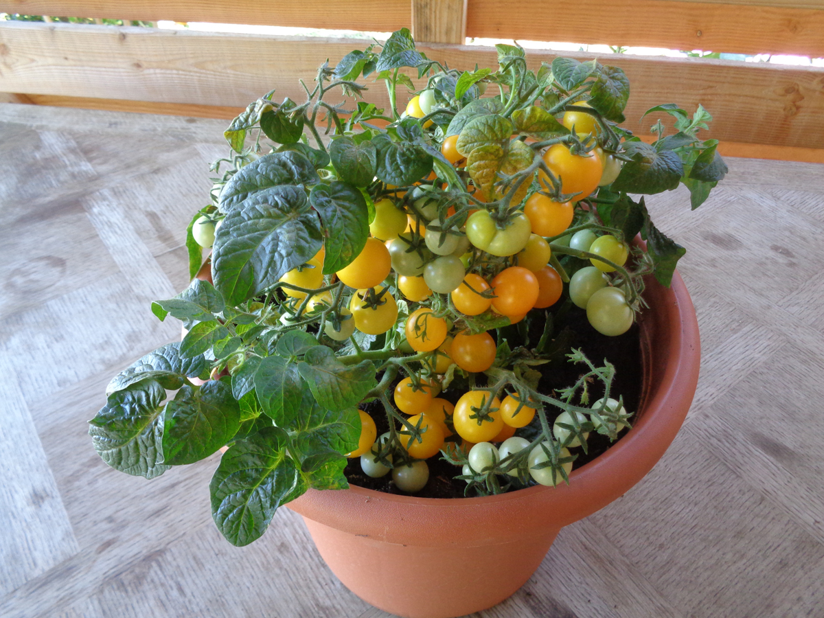 pot avec variété de tomate  venus