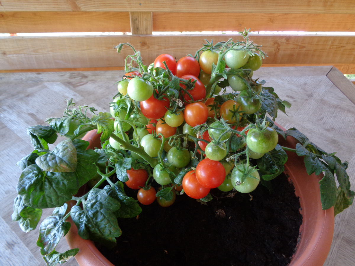 culture en pot  variété de tomate vilma