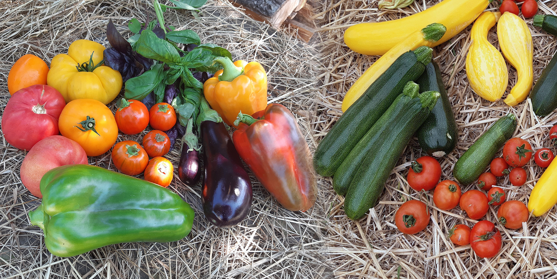 légumes pour ratatouille , poivrons et aubergines