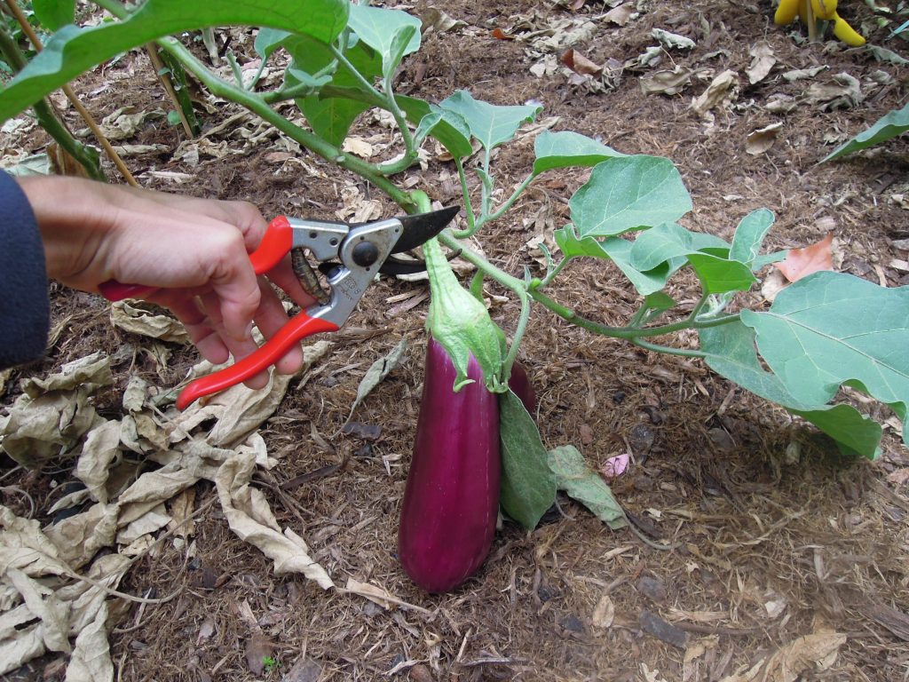 récolte aubergine violette du jardin 