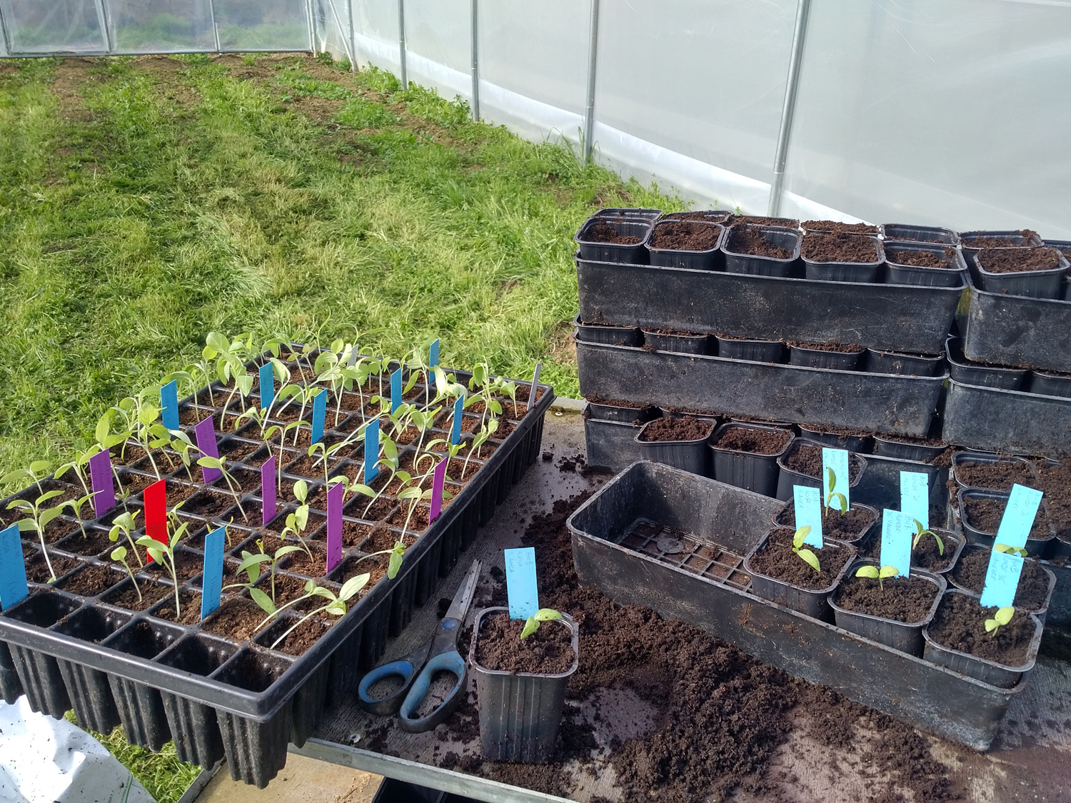 repiquage des plants d'aubergines et de poivrons