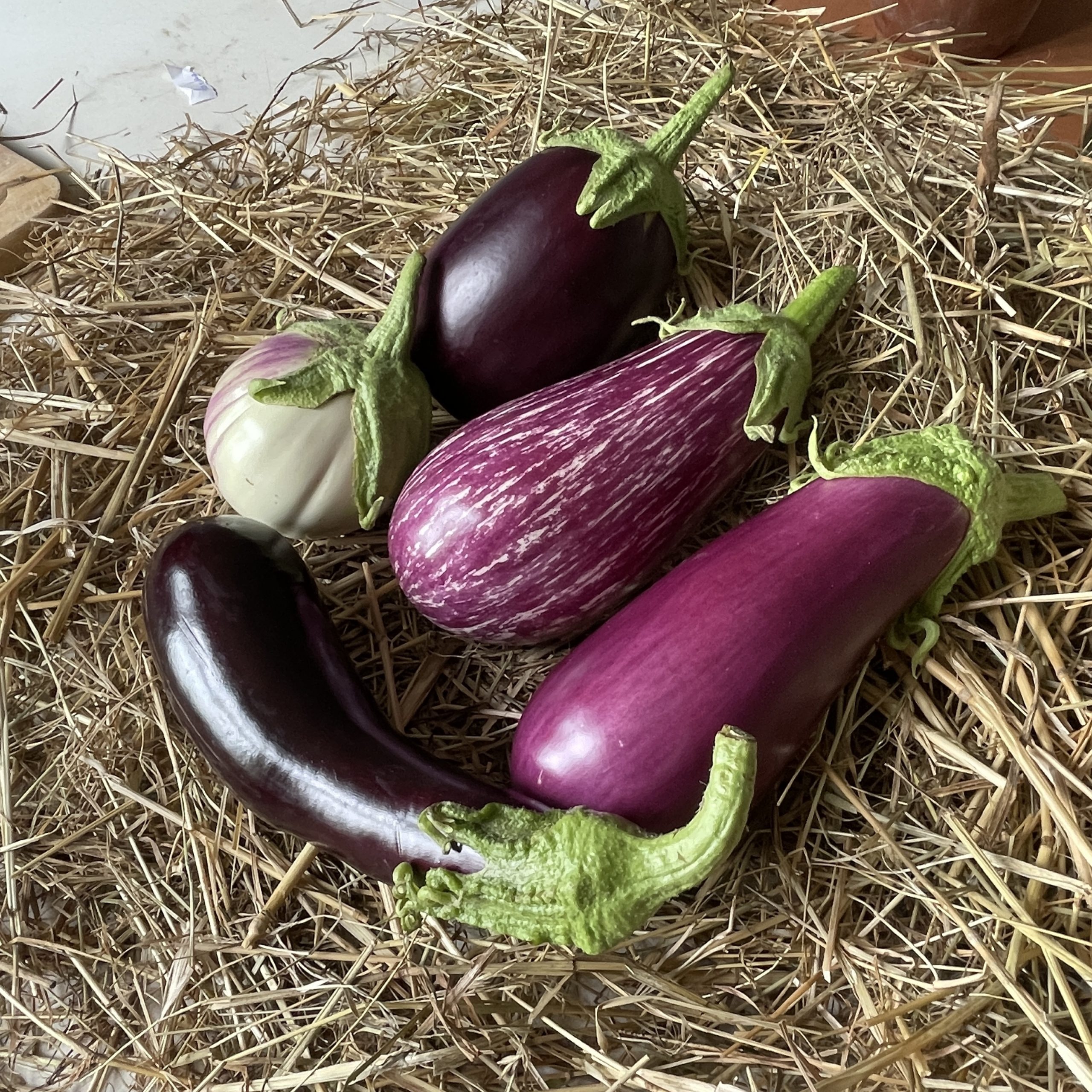 récolte aubergines du jardin