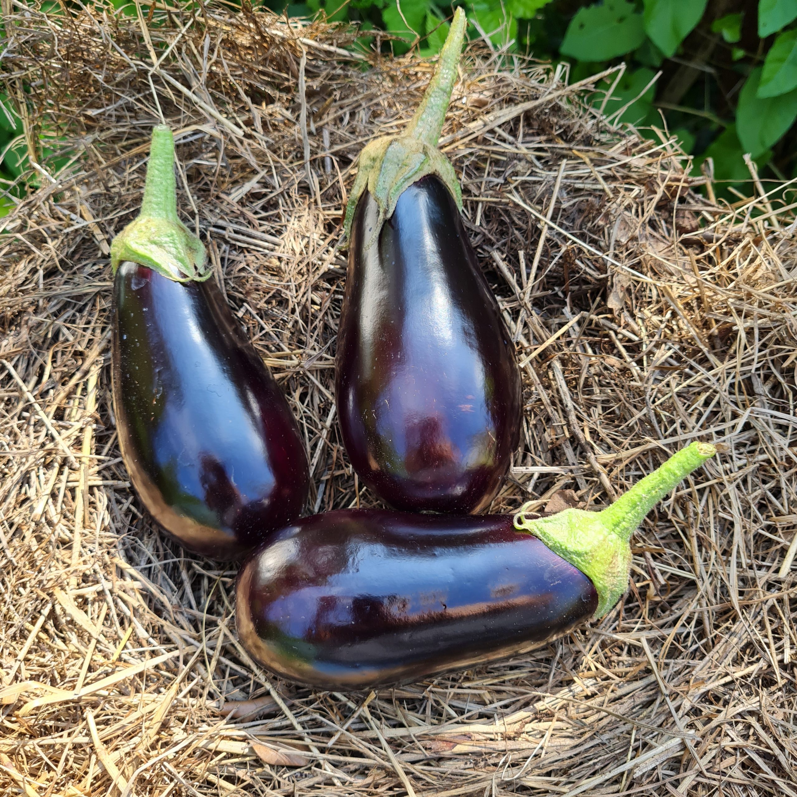 aubergines du jardin récoltées