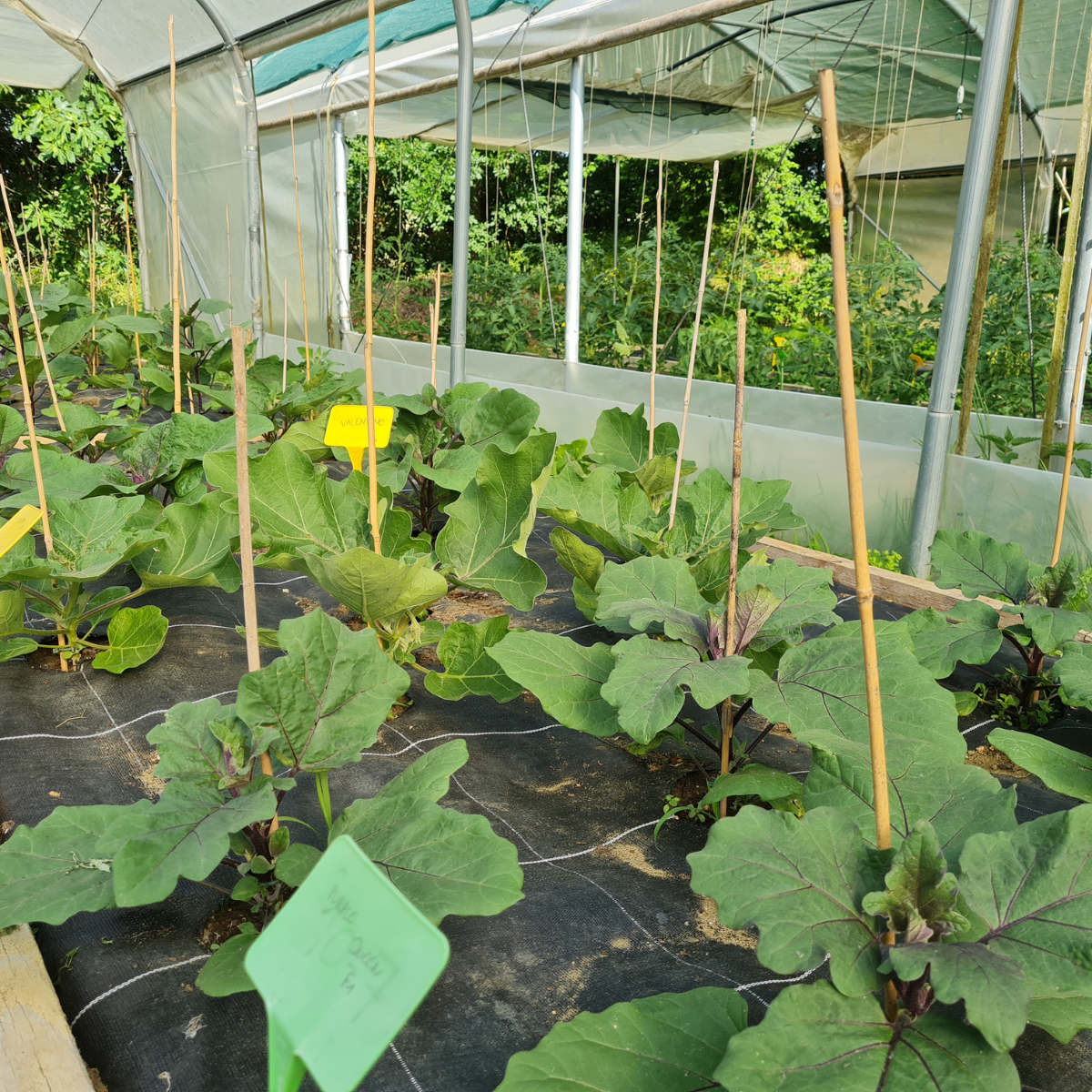 plants aubergines sous serre