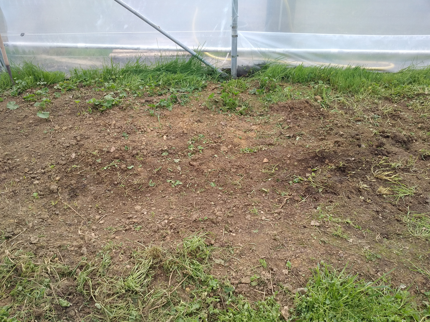 Emplacement sous le tunnel pour les plants d'aubergines et de poivrons