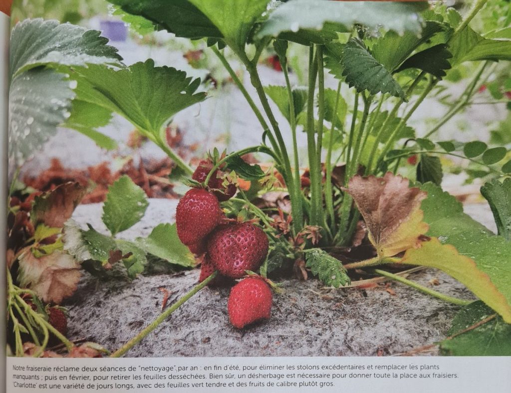 fraiseraie dans le jardin d'essai du magazine 4 Saisons