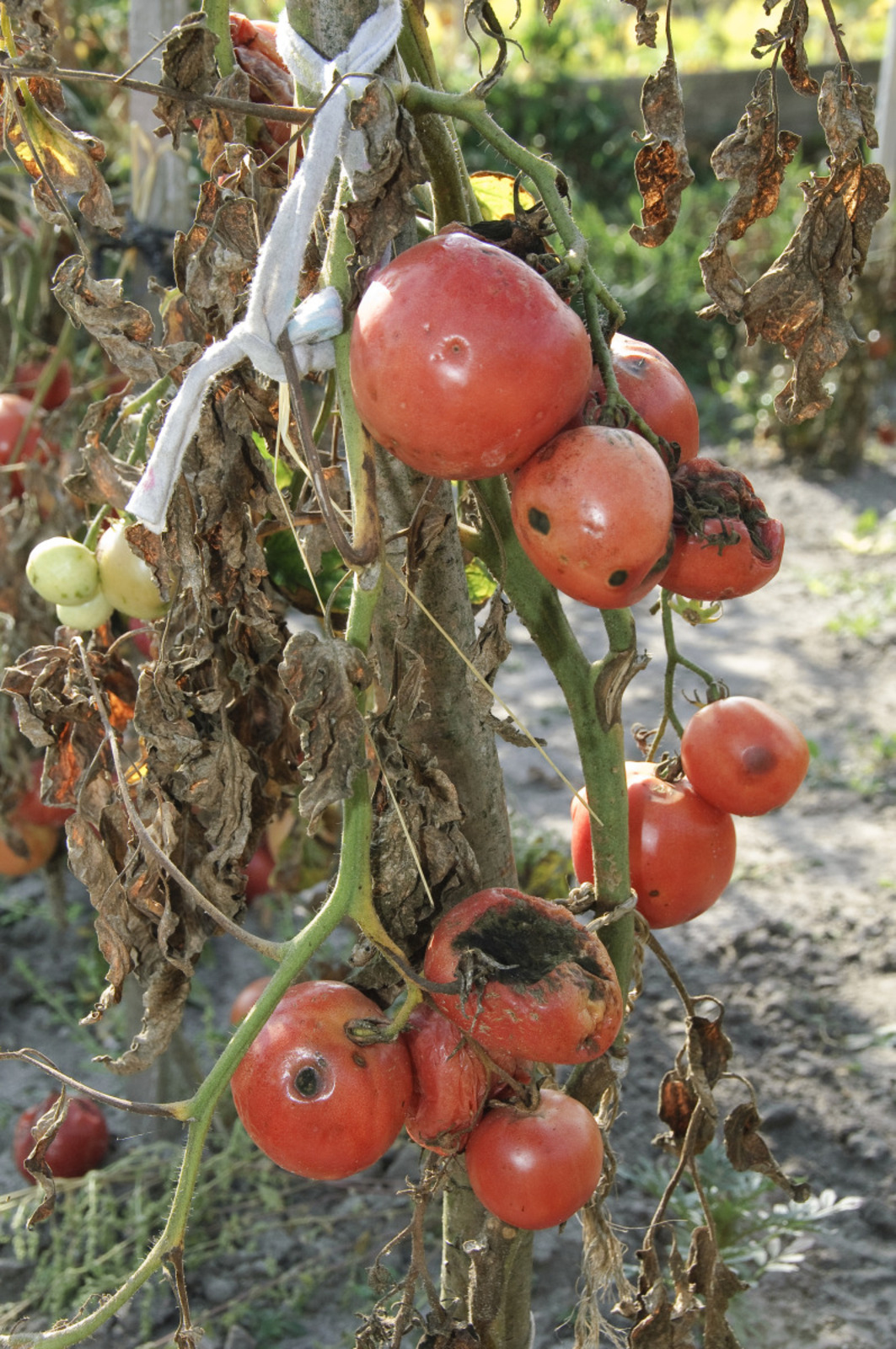 pied de tomate attaqué par le mildiou