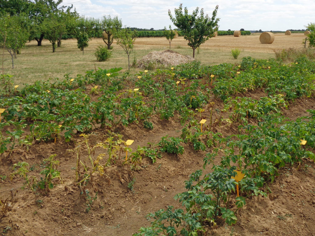 plants de pomme de terre attaqués par le mildiou