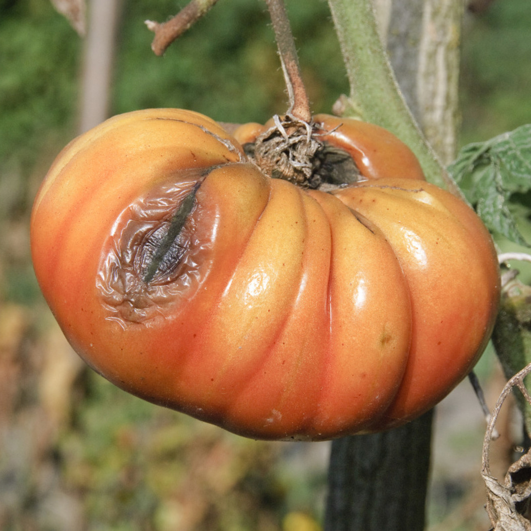 attaque de mildiou sur une tomate