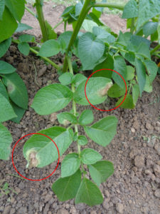 Tâches de mildiou sur un plant de pomme de terre.