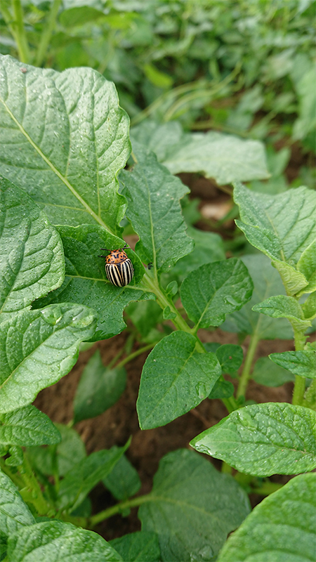 doryphore sur plants de pomme de terre