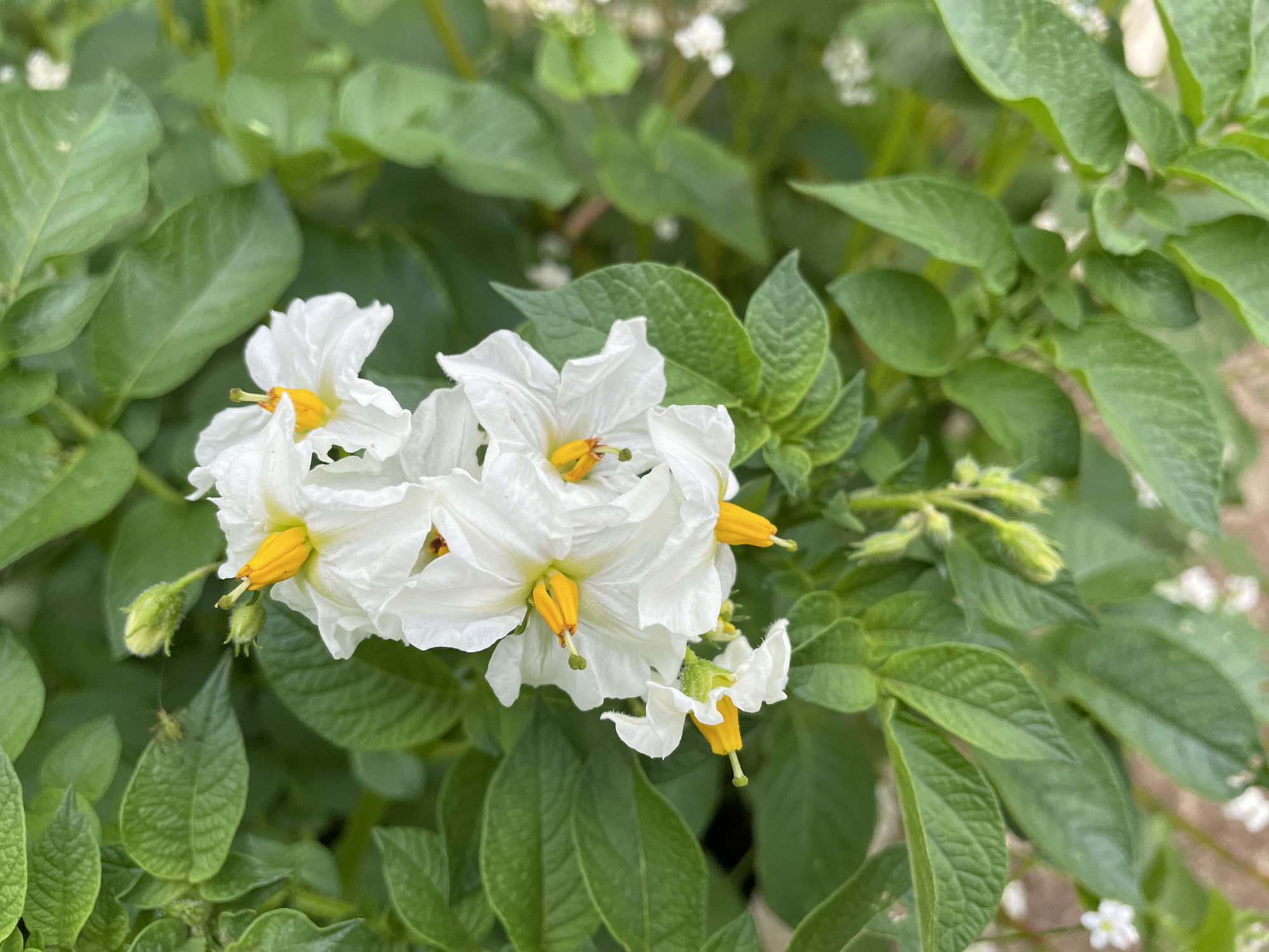 floraison plants de pomme de terre