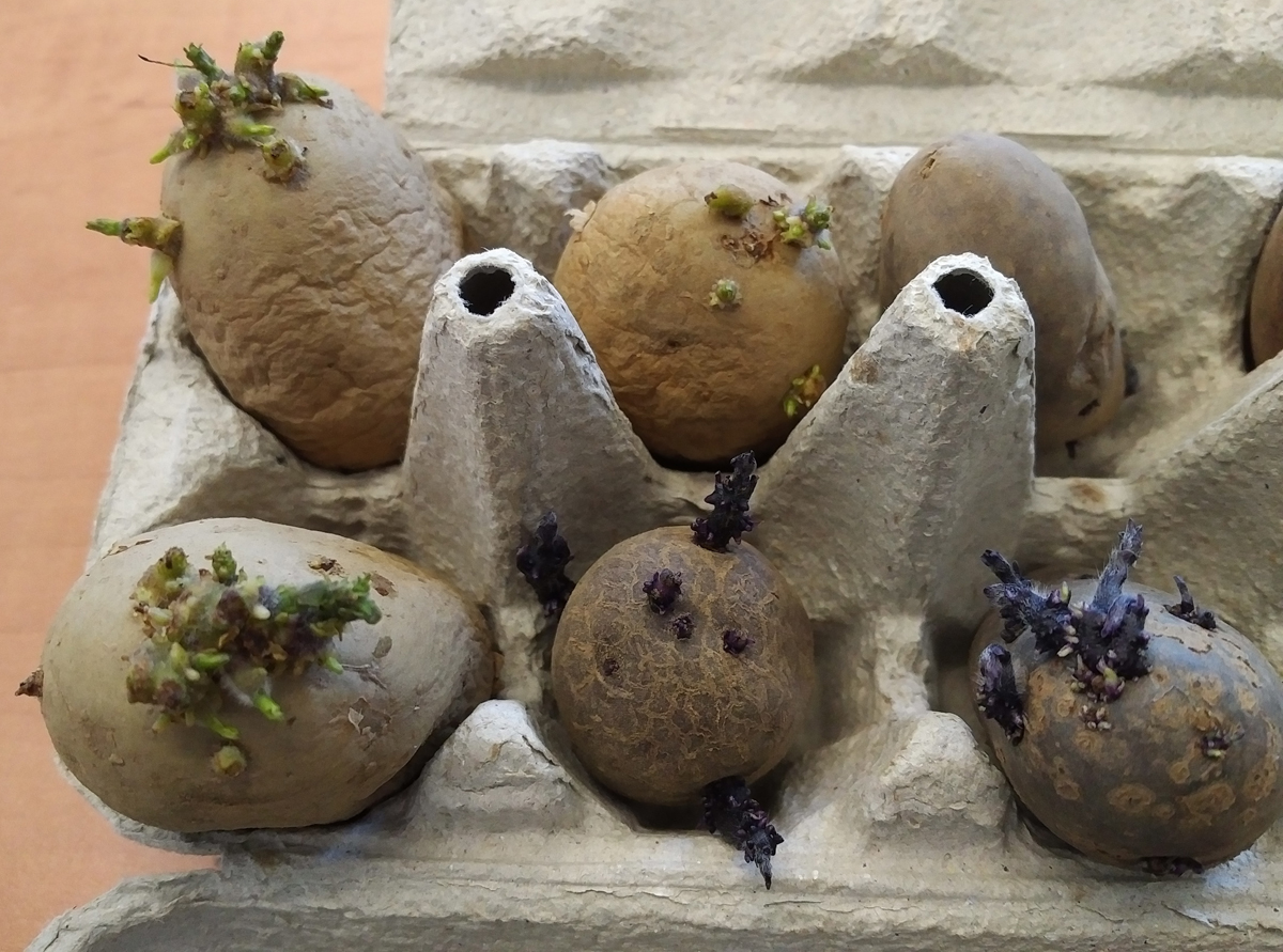 pomme de terre en germination dans une boite d'œufs