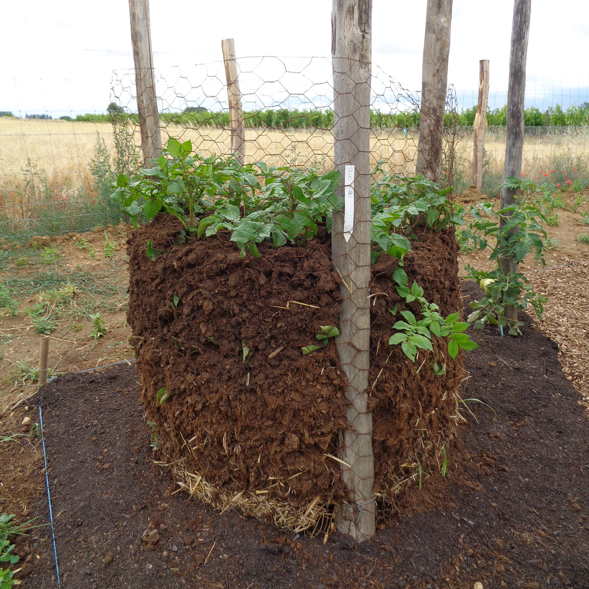 tour de pomme de terre réalisée avec du compost