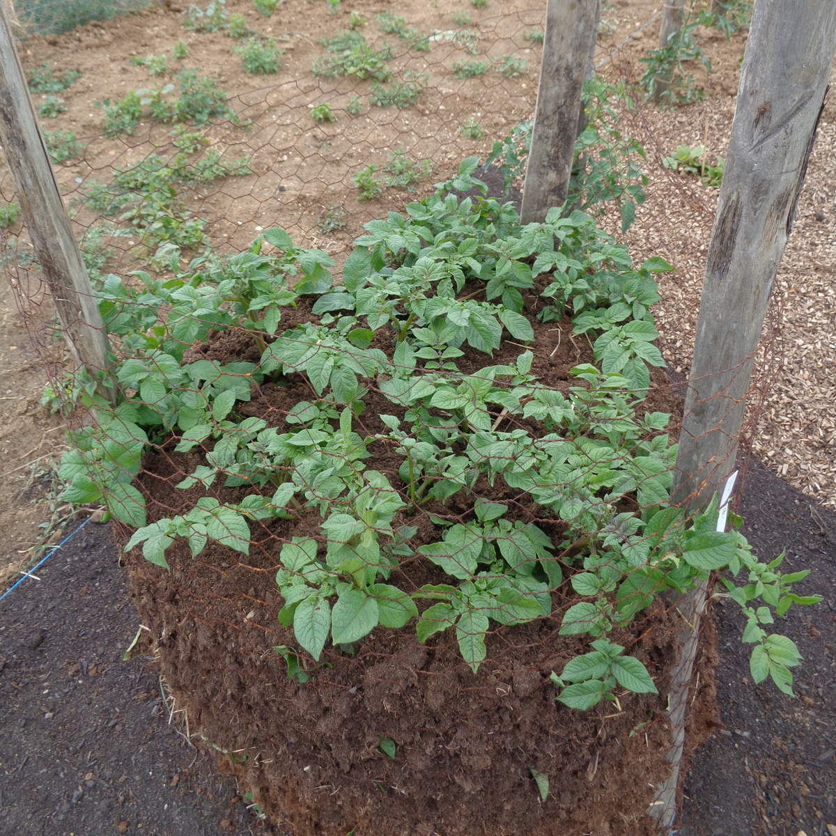 tour de pomme de terre réalisée en tourbe