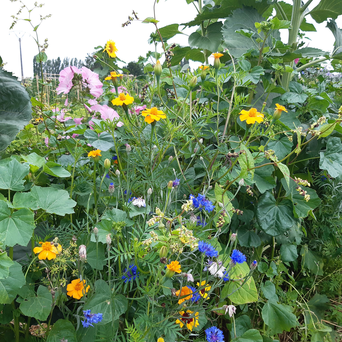 les fleurs comestibles dans le jardin