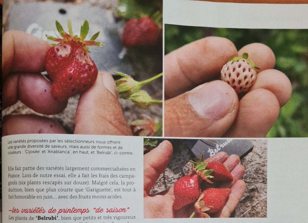 variétés de fraises de la Bonne Graine