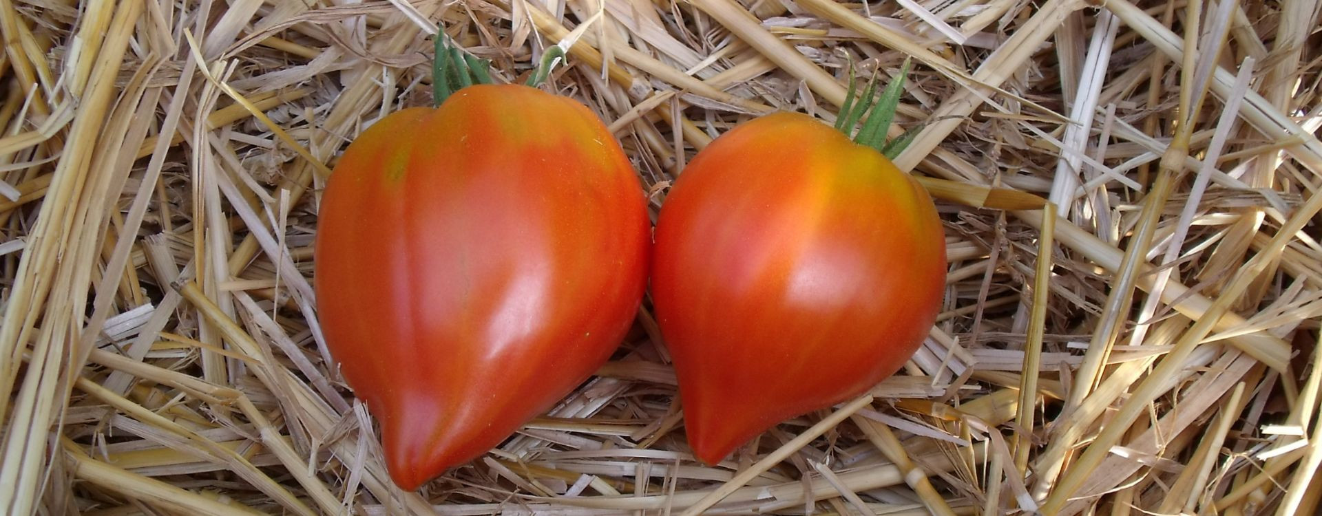 Tomates cœur de bœuf : guide complet des meilleures variétés