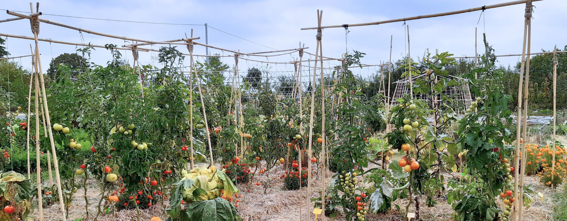 Les meilleures graines de tomates : comment choisir ses variétés ?