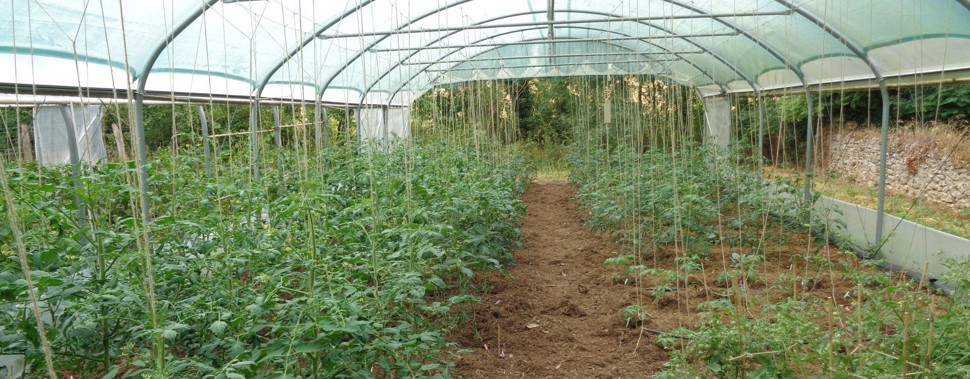 Tomates précoces : notre sélection des variétés les plus hâtives