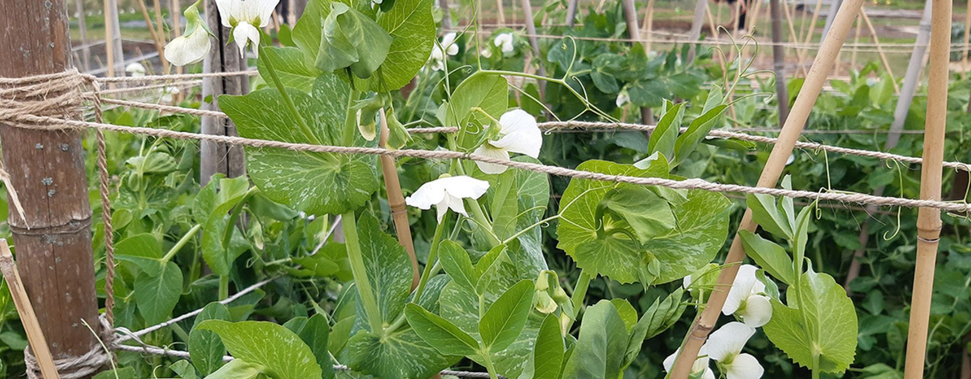 Palissage des petits pois, qui partent en vrilles