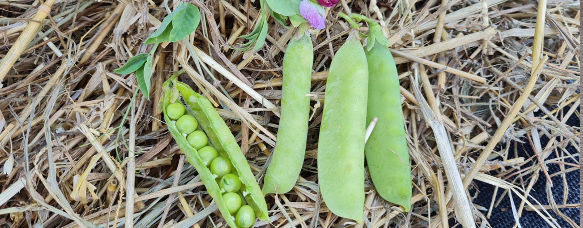 Ridés ou lisses, on parle bien de petits pois !