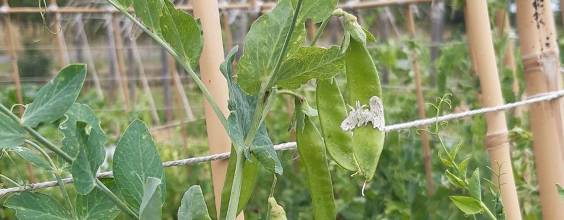 Les pois nains et à rames en force au Jardin d'Essai