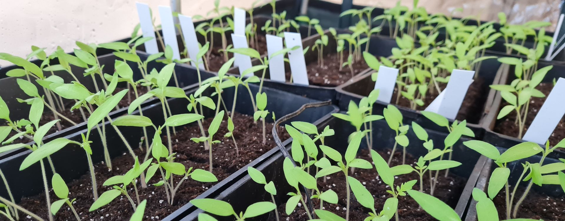 Comment bien réussir ses semis de tomates ?