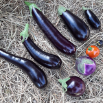 L’aubergine : voyage à travers l'histoire