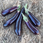 Tout savoir sur les aubergines longues :  Longue Violette bio & cie