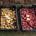 La résistance des pommes de terre face au mildiou - test 2016