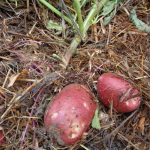 Cultiver les pommes de terre autrement - notre retour d'expérience