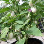 Légumes pour balcon :  les « mini-variétés »