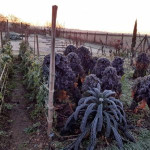 Que faire au potager en hiver ?