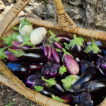 Variétés d’aubergines : le comparatif